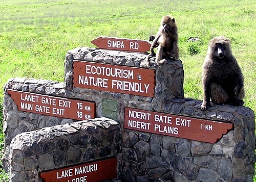 monkeys ecotourism