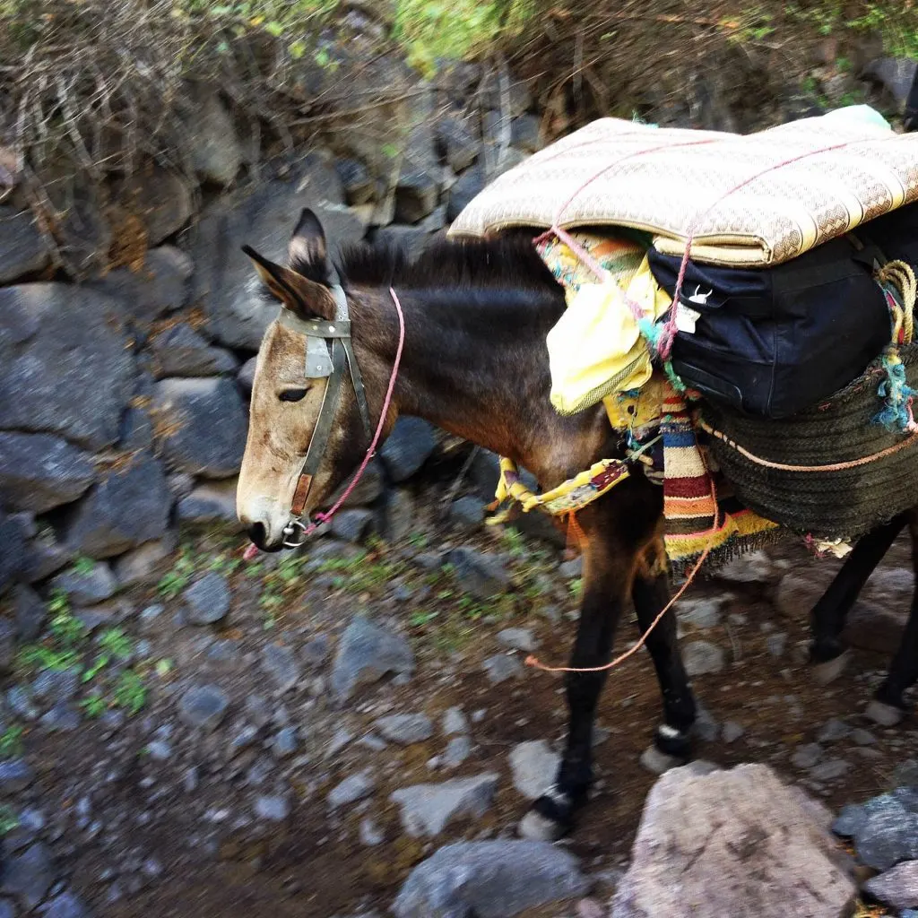 mule carrying luggages kasbah du toubkal
