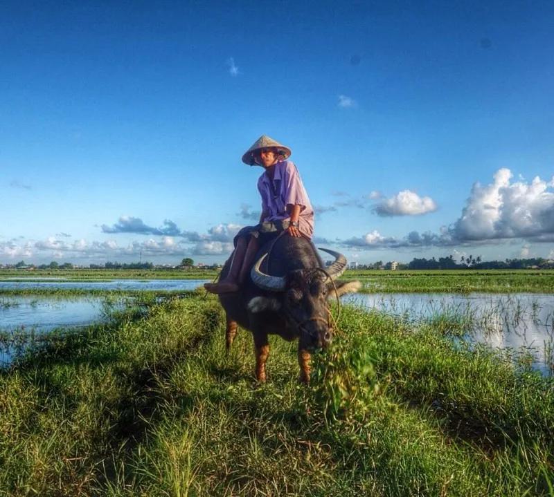 Water buffalo in paddy fields in Hoi An Vietnam