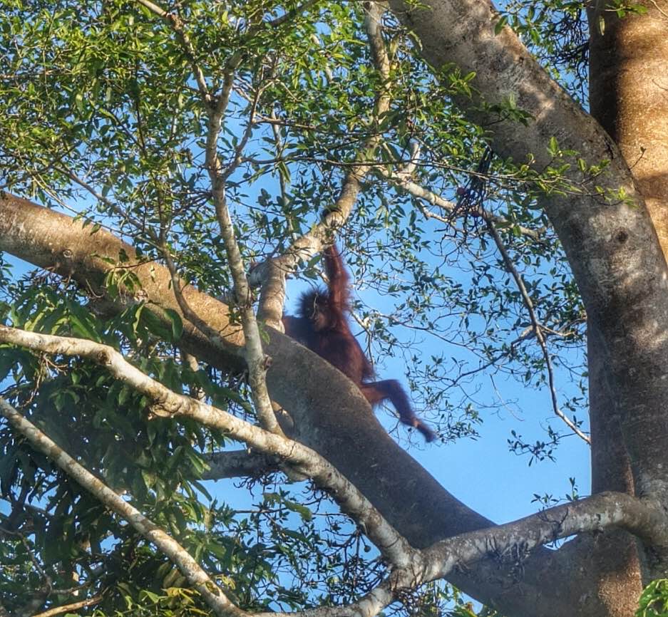 kinabatangan-sabah-borneo-orangutan