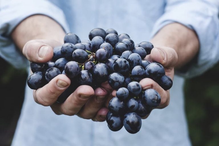 Hopefully you like berries! - 10 things to do in Turku
