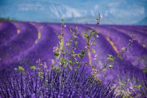 The South of France Road Trip Itinerary You Need (10 Days)
