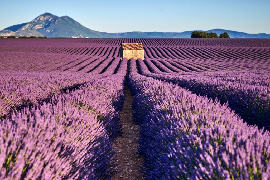 Lavender fields in an article about the best day trips from Aix en Provence.