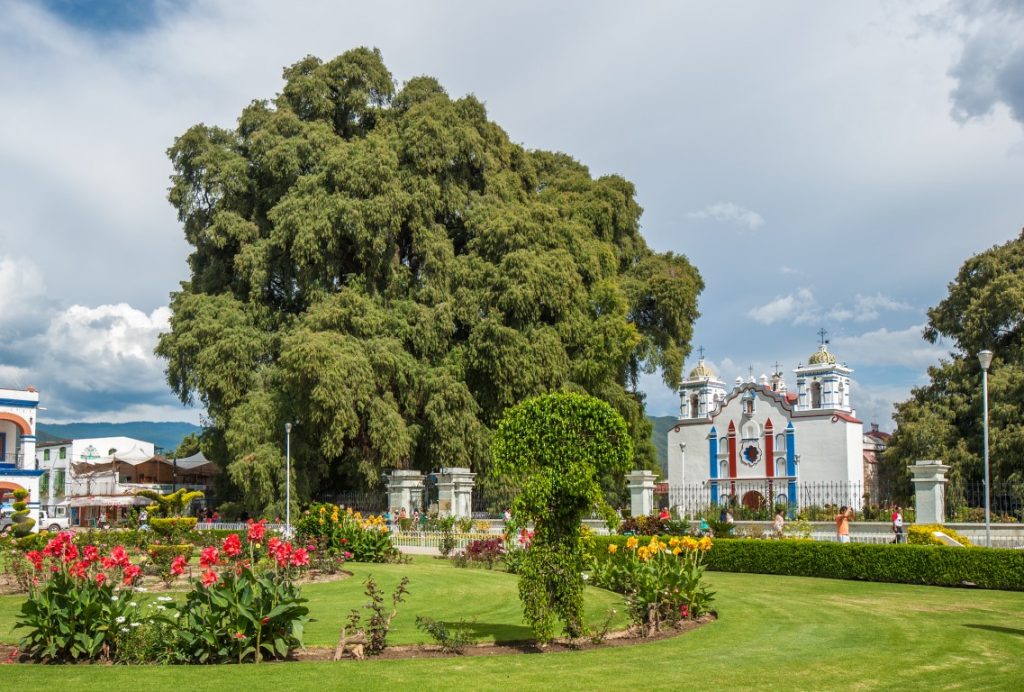 Image of Tree of Tule inserted on a list of the best Oaxaca tours.