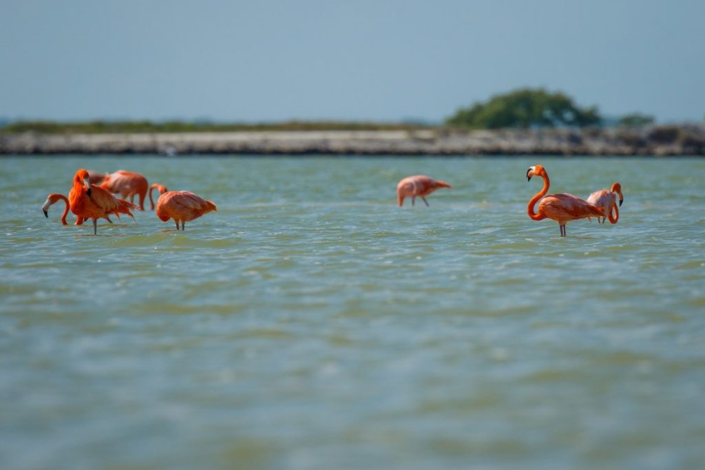 Flamingos in Rio Lagartos Biosphere Reserve.