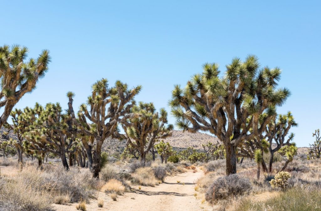 Image of a dirt road with joshua trees on both sides and a mountain in the background, inserted in a post about spending a weekend in Palm Springs