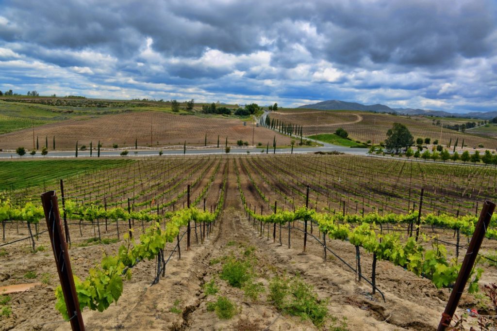 An image of vineyards with vividly green leaves, brown soil and a hill in the background, on a cloudy day in Temecula Valley, one of the best day trips from Palm Springs