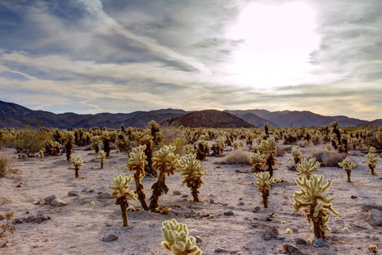 18 Best Day Trips from Palm Springs