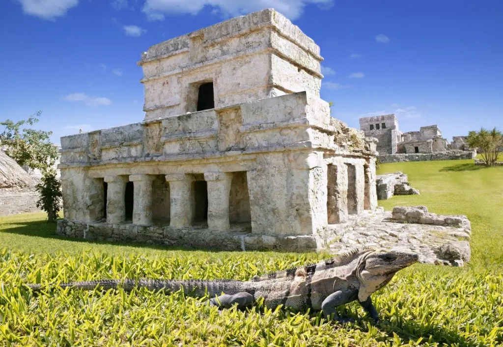 Iguana in front of the Temple of the Frescoes at the Tulum ruins in Mexico.