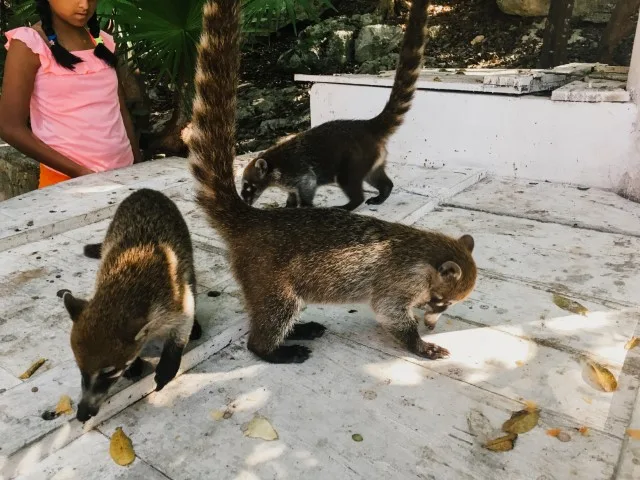 Coaties in Tulum Ruins