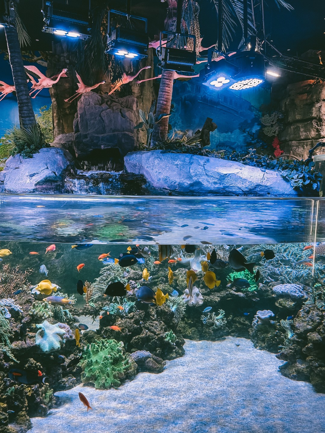 visit aquarium dubai mall