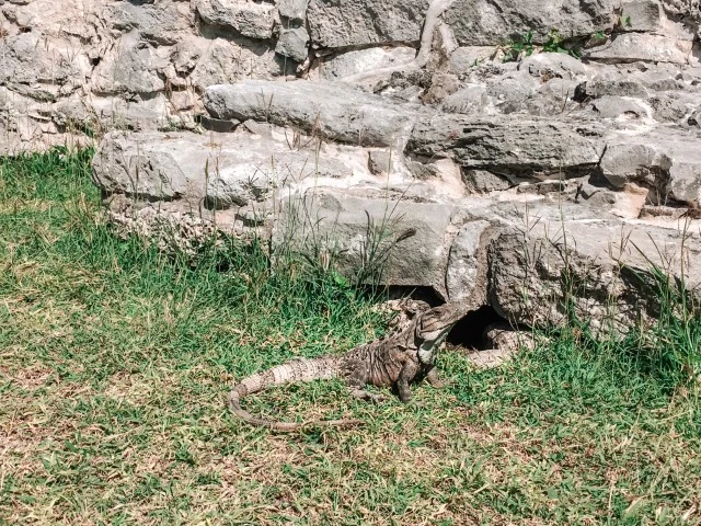 A lizard in Tulum Ruins