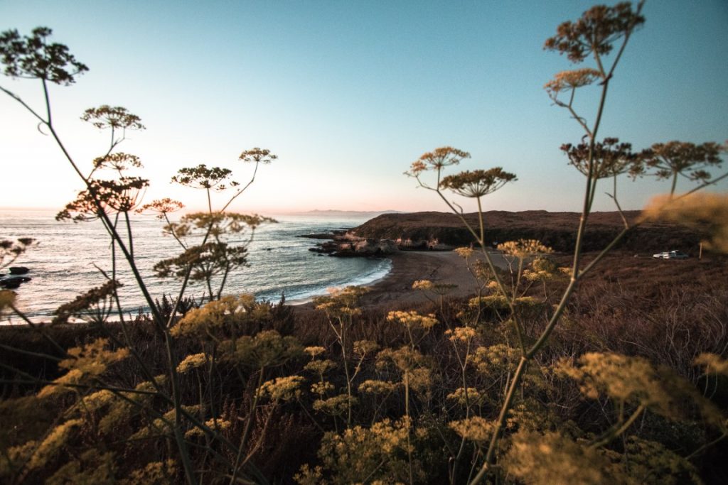 Wild flowers, and a beach in the background