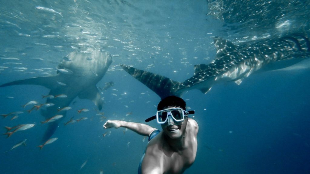 Man swimming with whale sharks. This image is added in a list of whale shark tours from Cancun.