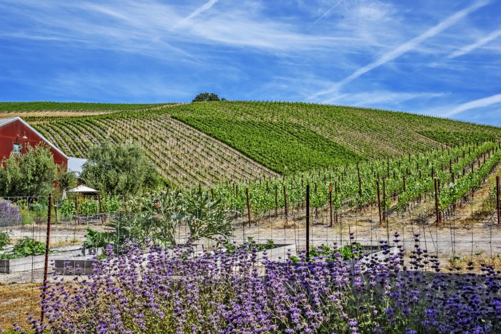 Photo of Paso Robles vineyards in a post about the best Paso Robles wine tours.