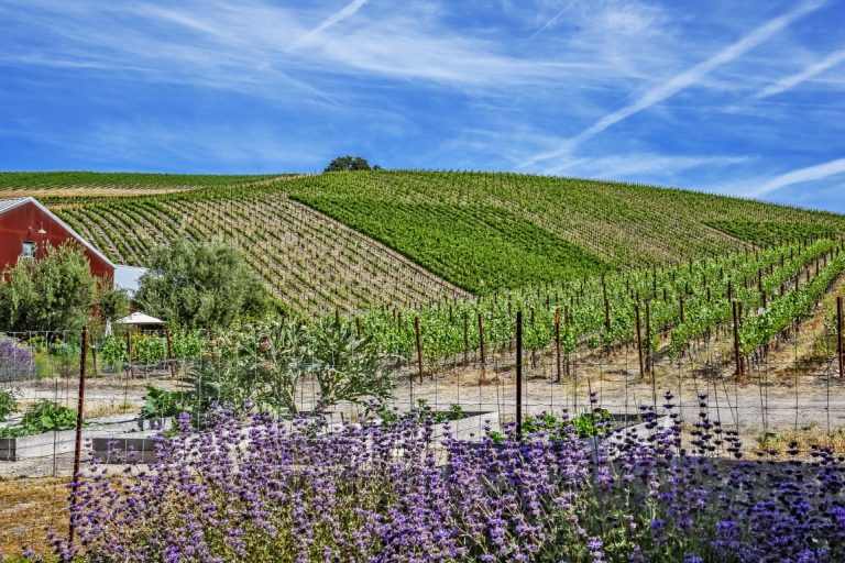 5 Best Paso Robles Wine Tours
