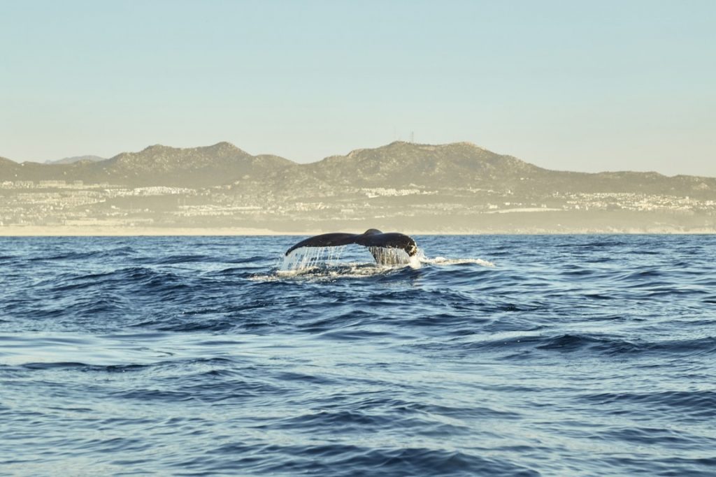 A whale's tail in the sea, with mountains in the background, inserted in a post about eco tourism in Los Cabos