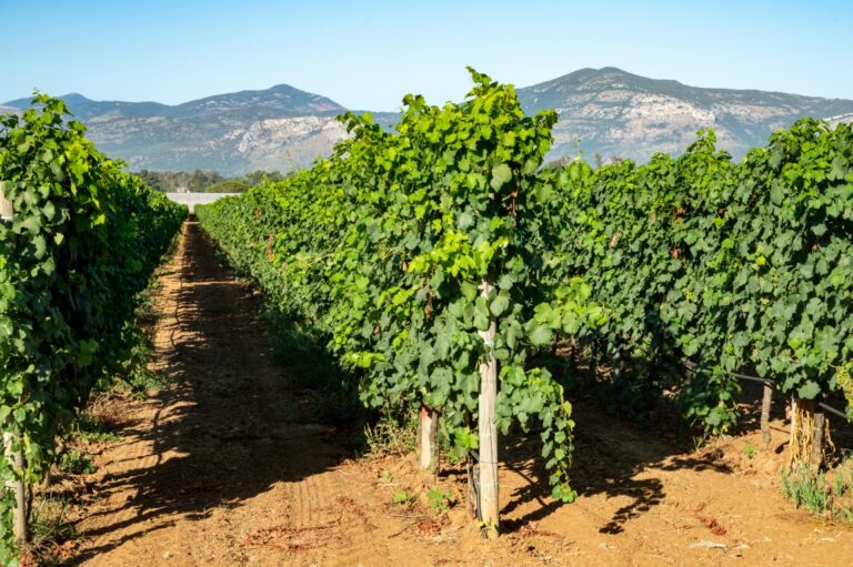 10 Best Sorrento Wine Tasting & Tours by an Italian