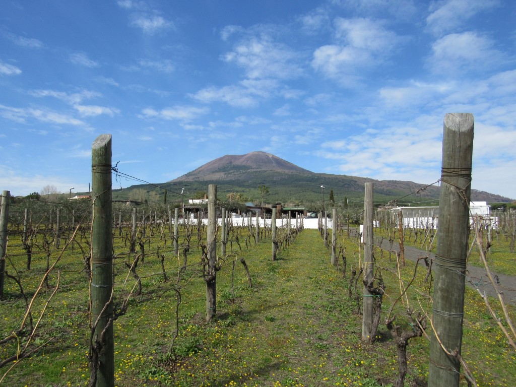 Image of a vineyard with Mount Vesuvius in the background inserted in a post about the best wine tours from Naples 