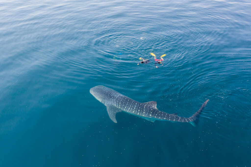 Two snorkelers swimming near a whale shark, inserted in a post about the best whale shark tours in Playa del Carmen.