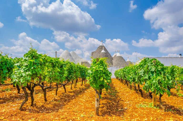 15 BEST Wine Tours & Wine Tasting in Puglia