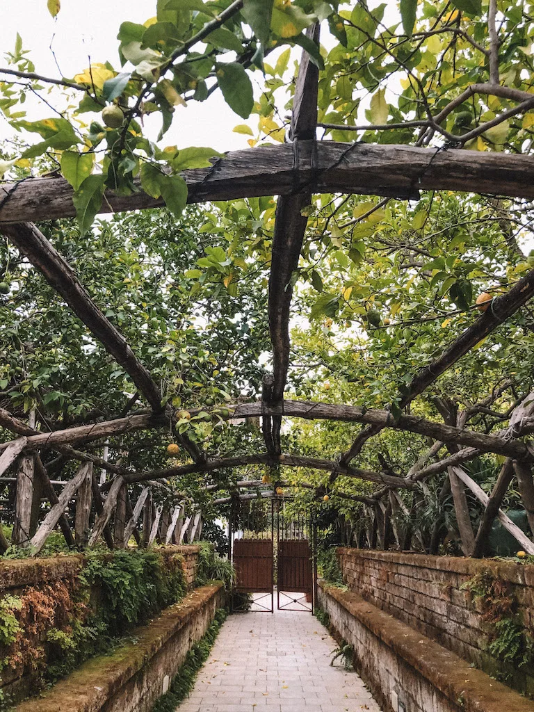 Lemon grove in Sorrento, with the lemon trees providing shade on a pretty walkway with stone walls on both sides and a gate at the end.