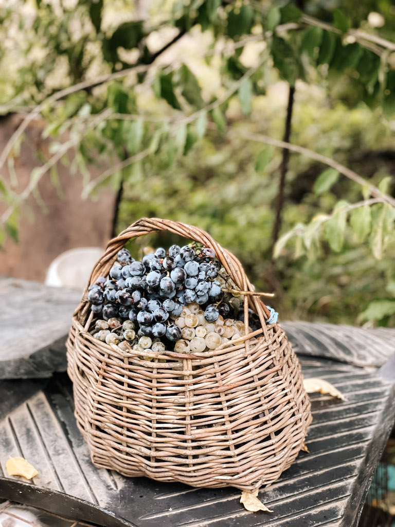 Grapes in a straw basket at a winery.