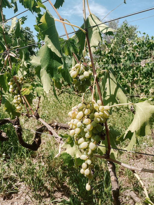 White grape in a vineyard near Verona.