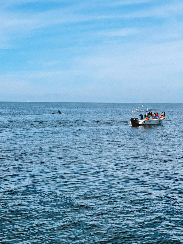 A small boat of whale watchers in Puerto Vallarta and a whale appearing from the sea.