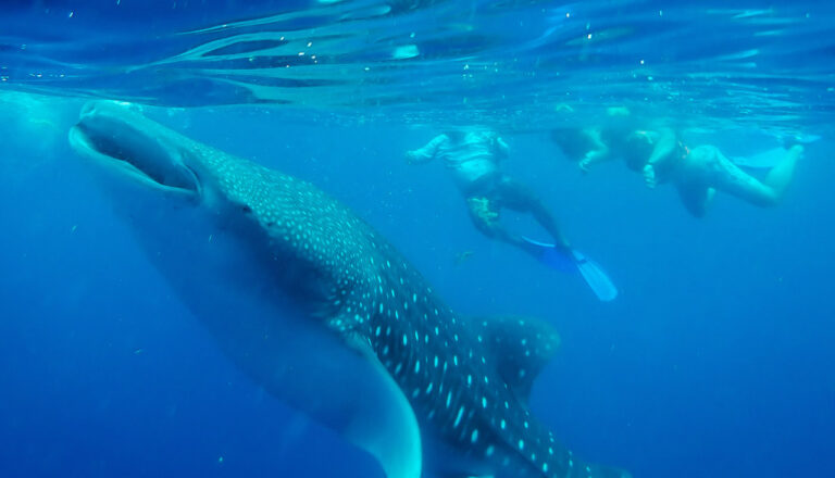 6 BEST Whale Shark Tours from Cancun