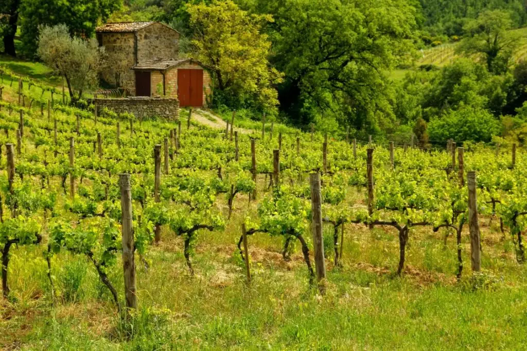 A lush vineyard in Montalcino, with a stone farmhouse in the back