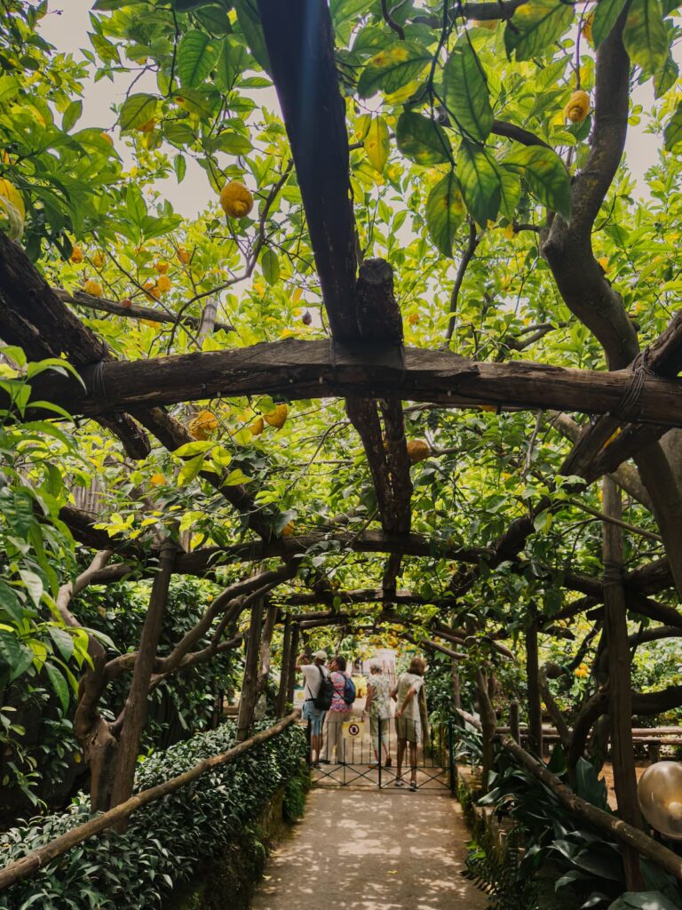 Lemon trees growing over a shaded walkway at a lemon grove in Sorrento.