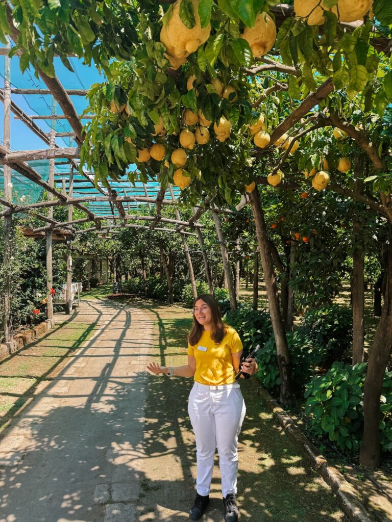 Guide explaining Sorrento lemon cultivation under large lemon trees in a citrus grove.