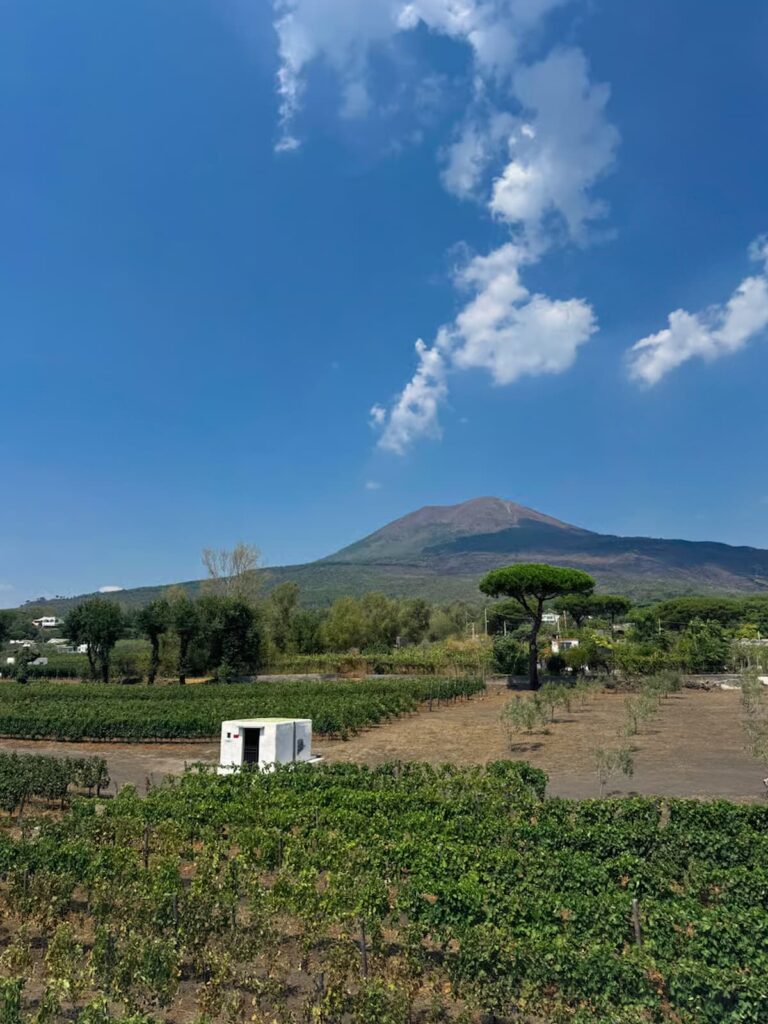 Vineyard on the slopes of Mount Vesuvius under a blue sky.