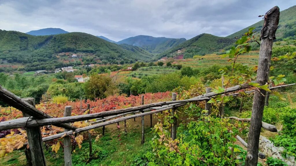 Vineyards in the hills of Tramonti on the Amalfi Coast, with green mountains in the background.
