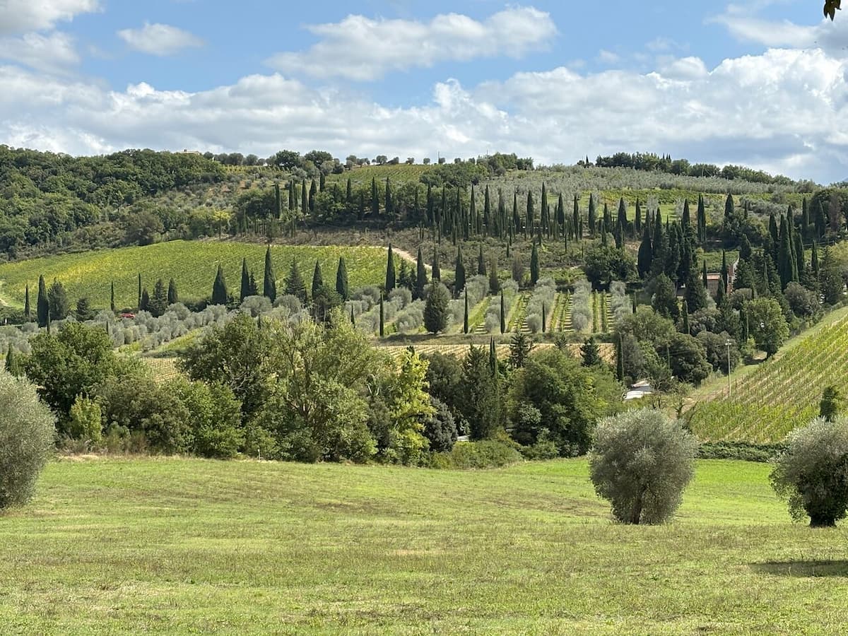 Vineyards, olive groves and cypress trees across the rolling Montalcino countryside.